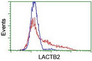HEK293T cells transfected with either RC201465 overexpress plasmid (Red) or empty vector control plasmid (Blue) were immunostained by anti-LACTB2 antibody (ABIN2454344), and then analyzed by flow cytometry. (LACTB2 Antikörper)
