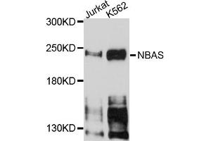 Western blot analysis of extracts of Jurkat and K562 cells, using NBAS antibody. (NBAS Antikörper)