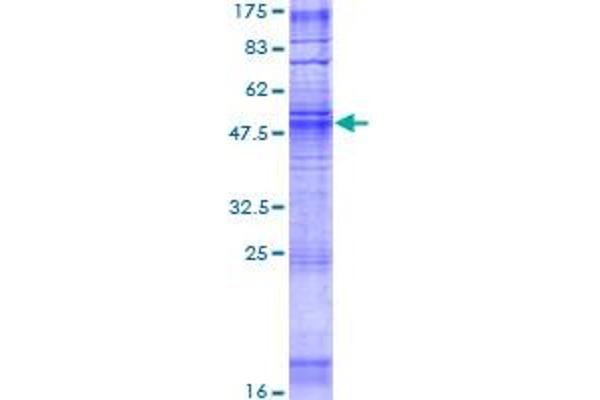 OR1F1 Protein (AA 1-312) (GST tag)