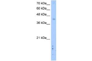 WB Suggested Anti-LRRC2 Antibody Titration: 2.