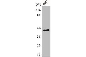 Western Blot analysis of COS7 cells using E2F-4/5 Polyclonal Antibody (E2F4/E2F5 (E2F4/5) (Internal Region) Antikörper)