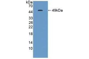 Detection of Recombinant GKN1, Human using Polyclonal Antibody to Gastrokine 1 (GKN1) (Gastrokine 1 Antikörper  (AA 22-199))