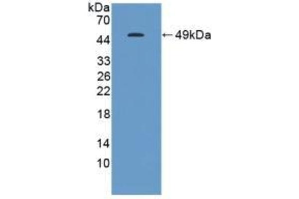 Gastrokine 1 anticorps  (AA 22-199)