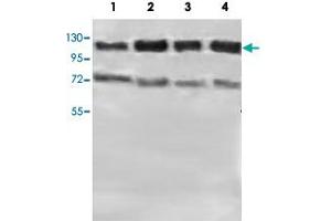 Western blot analysis of HeLa (Lane 1), MCF-7 (Lane 2), HepG2 (Lane 3) and HEK293 (Lane 4) lysate with PTPN12 polyclonal antibody  at 1 : 500 dilution. (PTPN12 Antikörper  (AA 544-771))