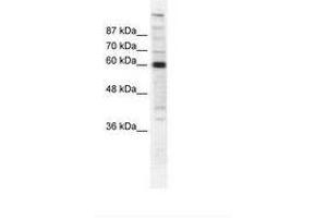 Image no. 1 for anti-Polymerase (RNA) II (DNA Directed) Polypeptide B, 140kDa (POLR2B) (AA 119-168) antibody (ABIN202976) (POLR2B Antikörper  (AA 119-168))