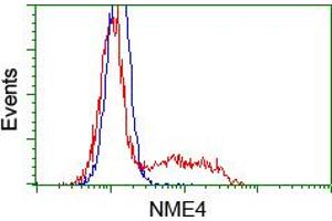 Image no. 1 for anti-NME/NM23 Nucleoside Diphosphate Kinase 4 (NME4) antibody (ABIN1499774) (NME4 Antikörper)