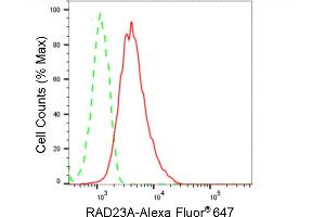 Flow cytometric analysis of RAD23A expression in HepG2 cells using RAD23A antibody (ABIN7800116), 1:2,000). (Rekombinanter RAD23A Antikörper)