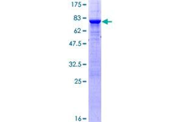 PTPN2 Protein (AA 1-387) (GST tag)