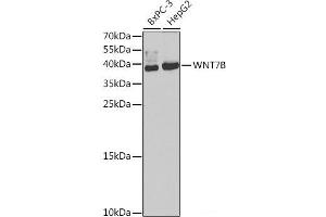 Western blot analysis of extracts of various cell lines using WNT7B Polyclonal Antibody at dilution of 1:1000. (WNT7B Antikörper)