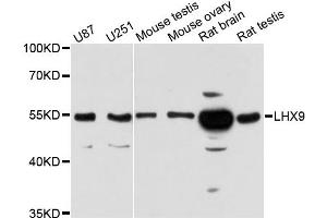 Western blot analysis of extracts of various cell lines, using LHX9 antibody. (LHX9 Antikörper)