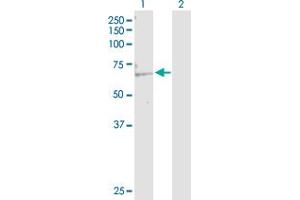 Western Blot analysis of KAT5 expression in transfected 293T cell line by KAT5 MaxPab polyclonal antibody. (KAT5 Antikörper  (AA 1-513))
