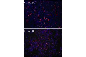 Immunofluorescence (IF) image for anti-Kruppel-Like Factor 4 (Gut) (KLF4) antibody (ABIN356389) (KLF4 Antikörper)