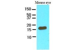 Cell lysates of mouse eye (60 ug) were resolved by SDS-PAGE, transferred to nitrocellulose membrane and probed with anti-human CRABP2 (1:250). (CRABP2 Antikörper  (AA 1-138))