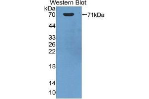 Western Blotting (WB) image for anti-Heat Shock 70kDa Protein 1A (HSPA1A) (AA 1-641) antibody (ABIN1078111) (HSP70 1A Antikörper  (AA 1-641))