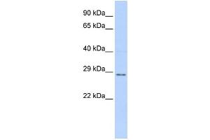 Western Blotting (WB) image for anti-Tissue Factor Pathway Inhibitor 2 (TFPI2) antibody (ABIN2460030)