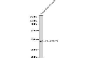 Western blot analysis of extracts of Mouse skeletal muscle, using PD-L1/CD274 antibody (ABIN6129976, ABIN6138153, ABIN6138154 and ABIN6215142) at 1:500 dilution. (PD-L1 Antikörper  (AA 19-238))