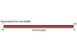 Image no. 2 for anti-Glutamate Decarboxylase 2 (Pancreatic Islets and Brain, 65kDa) (GAD2) antibody (ABIN967657) (GAD65 Antikörper)