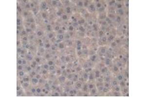 IHC-P analysis of Rat Liver Tissue, with DAB staining. (IL-33 Antikörper  (AA 110-261))