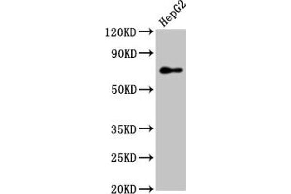 PEX5 Antikörper  (AA 149-283)