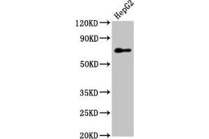 Western Blot Positive WB detected in: HepG2 whole cell lysate All lanes: PEX5 antibody at 7. (PEX5 Antikörper  (AA 149-283))