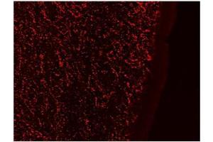 AP23698PU-N Galanin Antibody staining of PFA-perfused cryosection of Human Hypothalamus at 0. (Galanin Antikörper  (Internal Region))