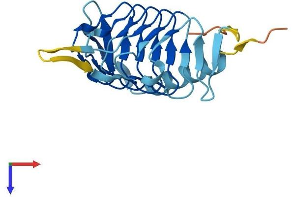 DCTN5 Protein (AA 1-182) (His tag)
