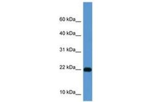 Image no. 1 for anti-ISG15 Ubiquitin-Like Modifier (ISG15) (AA 80-129) antibody (ABIN6749770) (ISG15 Antikörper  (AA 80-129))