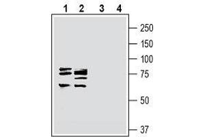 Western blot analysis of rat brain lysate (lanes 1 and 3) and mouse brain lysate (lanes 2 and 4): - 1, 2.
