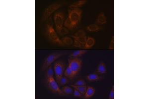 anti-Pumilio Homolog 1 (PUM1) antibody