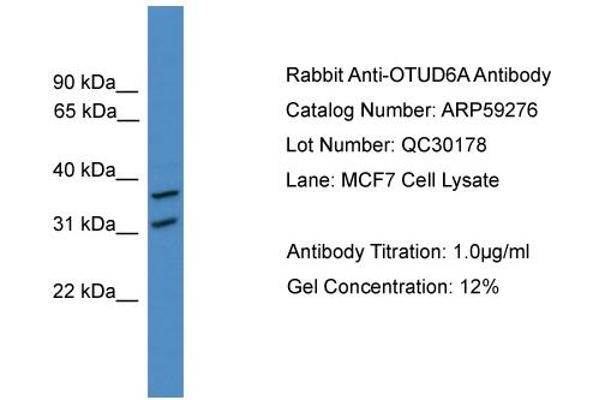 OTUD6A Antikörper  (N-Term)