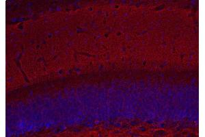 Indirect immunostaining of PFA fixed mouse hippocampus section (dilution 1 : 500; red). (Complexin 1, 2 (C-Term) Antikörper)