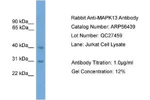 WB Suggested Anti-MAPK13  Antibody Titration: 0.