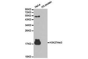 Western Blotting (WB) image for anti-Histone 3 (H3) (H3K27me3) antibody (ABIN1873002) (Histone 3 Antikörper  (H3K27me3))