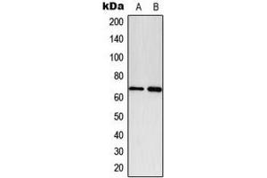 Western blot analysis of Paxillin (pY118) expression in A549 PDGF-treated (A), NIH3T3 PDGF-treated (B) whole cell lysates. (Paxillin Antikörper  (pTyr118))