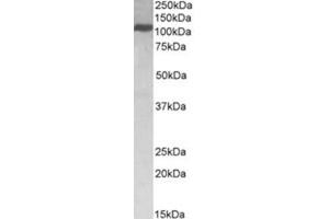 Image no. 1 for anti-Kinesin Family Member 5B (KIF5B) (C-Term) antibody (ABIN374232) (KIF5B Antikörper  (C-Term))