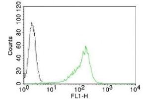 Intracellular FACS testing of 293 cells with Nucleoli marker antibody (green). (Nucleoli Marker Antikörper)