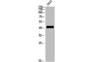 Western blot analysis of 293T whole cell lysate, antibody was diluted at 2000. (CCR5 Antikörper  (AA 151-200))