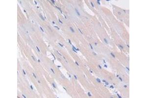 IHC-P analysis of Rat Tissue, with DAB staining. (VEGFC Antikörper  (AA 108-223))