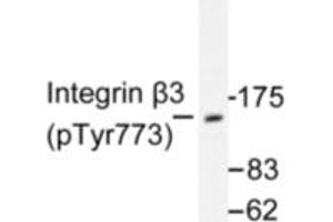 Image no. 1 for anti-Integrin beta 3 (ITGB3) (pTyr773) antibody (ABIN318050) (Integrin beta 3 Antikörper  (pTyr773))