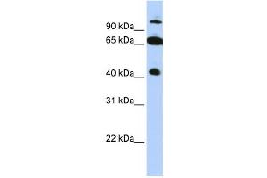 Western Blotting (WB) image for anti-Tripartite Motif Containing 9 (TRIM9) antibody (ABIN2458078) (TRIM9 Antikörper)