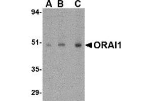 Western Blotting (WB) image for anti-ORAI Calcium Release-Activated Calcium Modulator 1 (ORAI1) (C-Term) antibody (ABIN1030562)