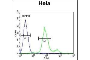 SUMF1 Antibody (C-Term) (ABIN653924 and ABIN2843158) flow cytometric analysis of Hela cells (right histogram) compared to a negative control cell (left histogram). (SUMF1 Antikörper  (C-Term))