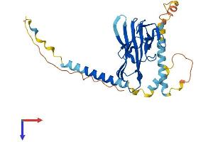 RANKL Protein (AA 1-317) (His tag)