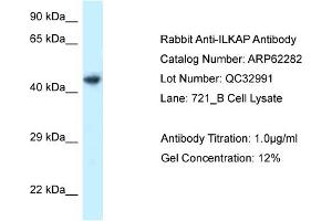Western Blotting (WB) image for anti-Integrin-Linked Kinase-Associated Serine/threonine Phosphatase 2C (ILKAP) (C-Term) antibody (ABIN970957) (ILKAP Antikörper  (C-Term))