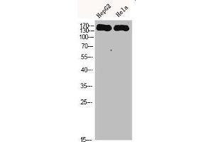 Western Blot analysis of HEPG2 Hela cells using CYFIP2 Polyclonal Antibody diluted at 1:500. (CYFIP2 Antikörper  (AA 1171-1220))