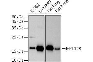Western blot analysis of extracts of various cell lines, using (ABIN7268760) at 1:500 dilution. (MYL12B Antikörper)