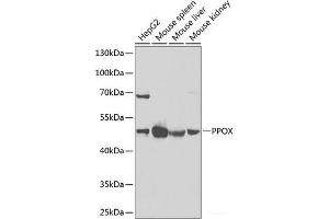 Western blot analysis of extracts of various cell lines using PPOX Polyclonal Antibody at dilution of 1:1000. (PPOX Antikörper)