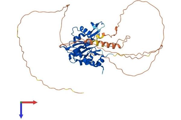 CTDSPL2 Protein (AA 1-465) (His tag)
