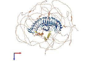 AlphaFold protein structure predicition of Mouse Recombinant Lrrc7 Protein, UniprotID Q80TE7