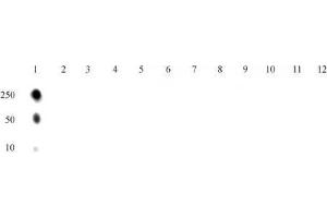 Histone H4K5ac antibody (mAb) tested by dot blot analysis.